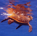   This Hawksbill turtle reef West Bay Roatan Honduras  